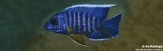 Aulonocara stuartgranti 'Chitimba Bay Deep'.jpg