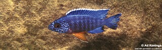 Aulonocara stuartgranti 'Cobwe'.jpg