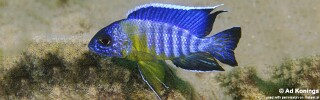 Aulonocara stuartgranti 'Gallireya Reef'.jpg
