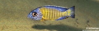 Aulonocara stuartgranti 'Liutche'.jpg