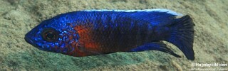 Aulonocara stuartgranti 'Masinje'.jpg
