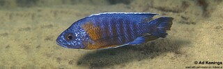 Aulonocara stuartgranti 'Metangula'.jpg