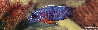 Aulonocara stuartgranti 'Nkhungu Reef'.jpg