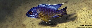 Aulonocara stuartgranti 'Ntumba'.jpg