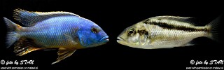 Buccochromis heterotaenia.jpg