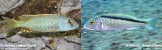 Buccochromis lepturus