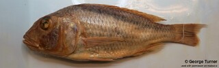 Buccochromis oculatus