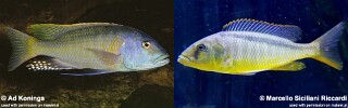 Buccochromis rhoadesii.jpg