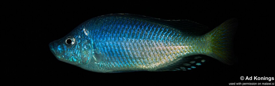 Caprichromis orthognathus 'Masasa Reef'