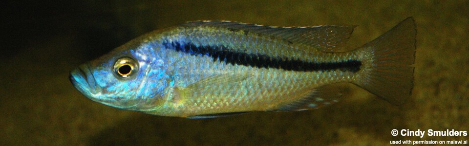Caprichromis orthognathus (unknown locality)