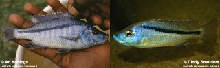 Caprichromis orthognathus