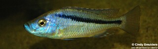Caprichromis orthognathus.jpg