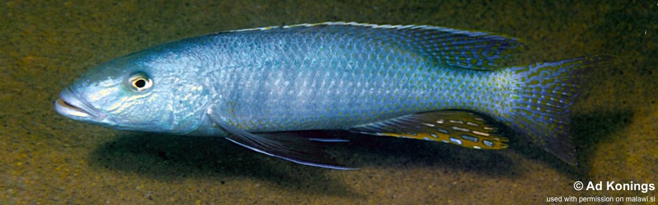 Champsochromis caeruleus 'Same Bay'