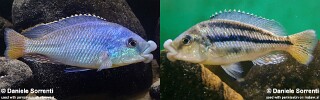 Cheilochromis euchilus.jpg
