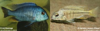 Chilotilapia rhoadesii