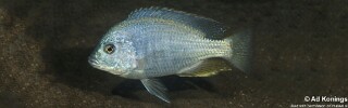 Chilotilapia rhoadesii 'Chembe Beach'.jpg