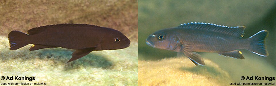 Chindongo ater 'Chinyamwezi Island'