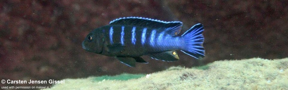 Chindongo bellicosus 'Mitande Reef (Rocks)'<br><font color=gray>Pseudotropheus sp. ‘elongatus slab’ Mitande Reef (Rocks)</font> 