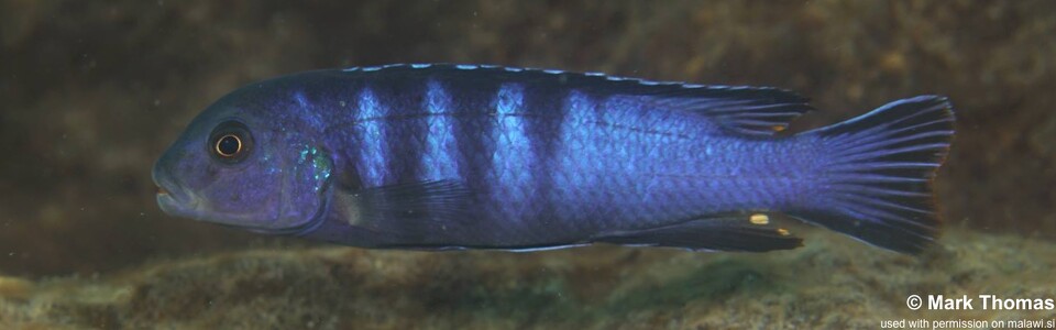 Chindongo bellicosus 'Mkondiwa Reef'<br><font color=gray>Pseudotropheus sp. ‘elongatus slab’ Mkondiwa Reef</font> 