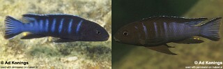 Chindongo bellicosus