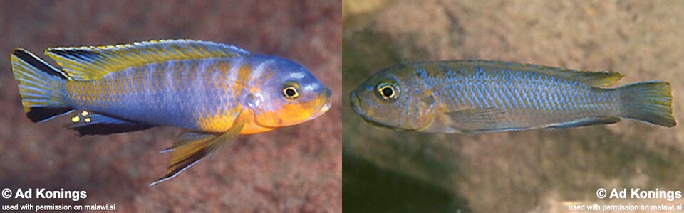 Chindongo cyaneus 'Chinyamwezi'<br><font color=gray>Pseudotropheus cyaneus 'Chinyamwezi Island'</font> 