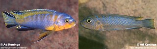 Chindongo cyaneus 'Chinyamwezi'.jpg