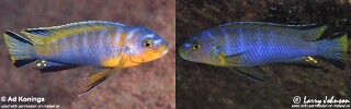 Chindongo cyaneus
