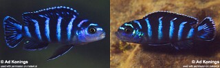 Chindongo demasoni 'Pombo Rocks'.jpg