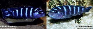 Chindongo demasoni.jpg