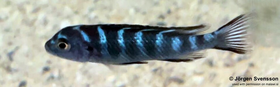 Chindongo elongatus 'Chiwindi'