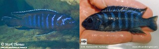 Chindongo elongatus