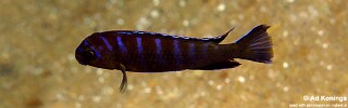 Chindongo elongatus 'Hongi Island'.jpg
