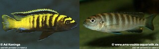 Chindongo flavus
