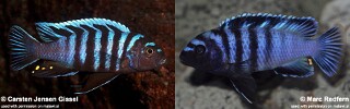 Chindongo minutus
