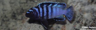 Chindongo minutus 'Lions Cove'.jpg