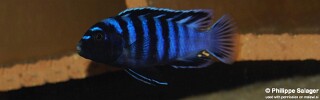 Chindongo minutus 'Ruarwe'.jpg