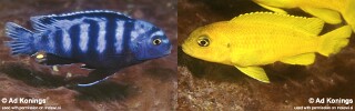 Chindongo saulosi 'Taiwanee Reef'.jpg