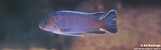 Chindongo sp. 'aggressive zebra likoma' Ndumbi Rocks.jpg