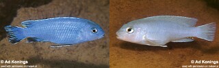 Chindongo sp. 'burrower'