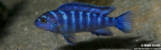 Chindongo sp. 'elongatus blue'.jpg
