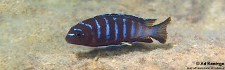 Chindongo sp. 'elongatus masimbwe' Cobwe.jpg