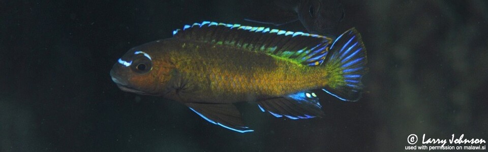 Chindongo sp. 'elongatus mbenji brown' Penga Penga Island