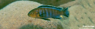 Chindongo sp. 'minutus mozambique' Chiloelo.jpg