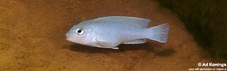 Chindongo sp. 'burrower' Chidunga Rocks.jpg