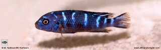 Chindongo sp. &#39;demasoni mozambique&#39; (undisclosed locality) Midnight demasoni