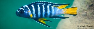 Chindongo sp. &#39;elongatus blue earth&#39; Blue Earth Reef