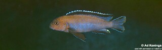 Chindongo sp. 'elongatus brown' Luwala Reef.jpg