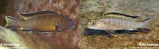 Chindongo sp. &#39;elongatus mozambique brown&#39; Lumbaulo