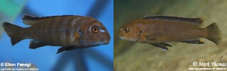 Chindongo sp. &#39;elongatus nkhata brown&#39; Nkhata Bay