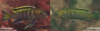 Chindongo sp. &#39;elongatus thumbi&#39; Thumbi West Island